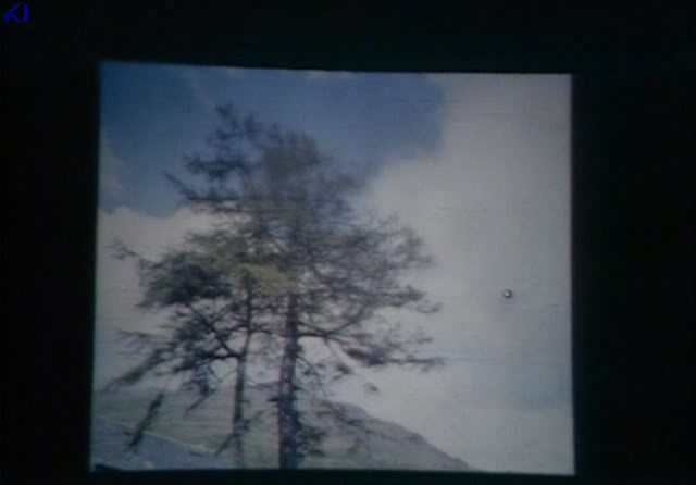 Larch